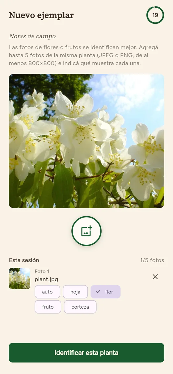 Pantalla de Yvoty para identificar una planta, con la foto de unas flores blancas lista para enviar